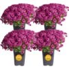 Purple Ready To Bloom Fall Chrysanthemum Outdoor Plant In 1 Qt. Grower Pot, Avg. Shipping Height 8 In. Tall (4-Pack) -ECO PLANTS SHOP costa farms perennials s fmp g pot 04 64 1000