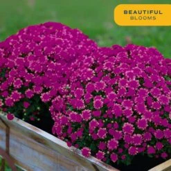 Purple Ready To Bloom Fall Chrysanthemum Outdoor Plant In 1 Qt. Grower Pot, Avg. Shipping Height 8 In. Tall (8-Pack) -ECO PLANTS SHOP costa farms perennials s fmp g pot 08 44 1000