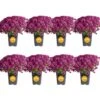 Purple Ready To Bloom Fall Chrysanthemum Outdoor Plant In 1 Qt. Grower Pot, Avg. Shipping Height 8 In. Tall (8-Pack)