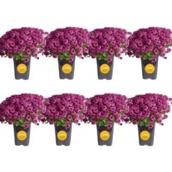 Purple Ready To Bloom Fall Chrysanthemum Outdoor Plant In 1 Qt. Grower Pot, Avg. Shipping Height 8 In. Tall (8-Pack)