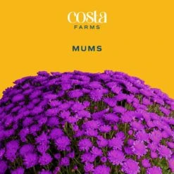 Purple Ready To Bloom Fall Chrysanthemum Outdoor Plant In 1 Qt. Grower Pot, Avg. Shipping Height 8 In. Tall (8-Pack) -ECO PLANTS SHOP costa farms perennials s fmp g pot 08 c3 1000