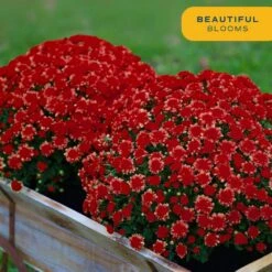Red Ready To Bloom Fall Chrysanthemum Outdoor Plant In 1 Qt. Grower Pot, Avg. Shipping Height 8 In. Tall (4-Pack) -ECO PLANTS SHOP costa farms perennials s fmr g pot 04 1f 1000