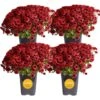 Red Ready To Bloom Fall Chrysanthemum Outdoor Plant In 1 Qt. Grower Pot, Avg. Shipping Height 8 In. Tall (4-Pack) -ECO PLANTS SHOP costa farms perennials s fmr g pot 04 64 1000