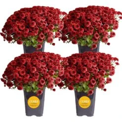 Red Ready To Bloom Fall Chrysanthemum Outdoor Plant In 1 Qt. Grower Pot, Avg. Shipping Height 8 In. Tall (4-Pack)