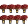 Red Ready To Bloom Fall Chrysanthemum Outdoor Plant In 1 Qt. Grower Pot, Avg. Shipping Height 8 In. Tall (8-Pack)