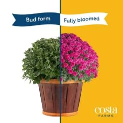 Red Ready To Bloom Fall Chrysanthemum Outdoor Plant In 1 Qt. Grower Pot, Avg. Shipping Height 8 In. Tall (8-Pack) -ECO PLANTS SHOP costa farms perennials s fmr g pot 08 fa 1000