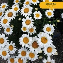 Starter Cottage Perennial Garden Plants In Mesh Plugs Avg. Shipping Height 4 In. Tall (15-Pack) -ECO PLANTS SHOP costa farms perennials s scp g pot 15 1f 1000