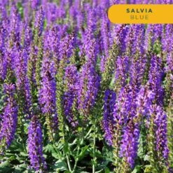 Starter Cottage Perennial Garden Plants In Mesh Plugs Avg. Shipping Height 4 In. Tall (15-Pack) -ECO PLANTS SHOP costa farms perennials s scp g pot 15 4f 1000