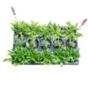Starter Cottage Perennial Garden Plants In Mesh Plugs Avg. Shipping Height 4 In. Tall (15-Pack) -ECO PLANTS SHOP costa farms perennials s scp g pot 15 64 1000