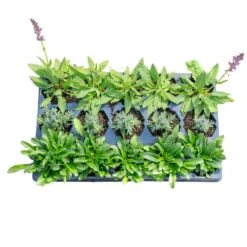 Starter Cottage Perennial Garden Plants In Mesh Plugs Avg. Shipping Height 4 In. Tall (15-Pack)