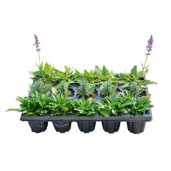 Starter Cottage Perennial Garden Plants In Mesh Plugs Avg. Shipping Height 4 In. Tall (15-Pack) -ECO PLANTS SHOP costa farms perennials s scp g pot 15 c3 1000