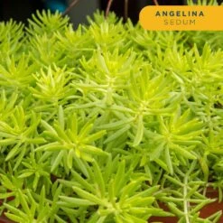 Starter Drought Tolerant Perennial Garden Plants In Mesh Plugs Avg. Shipping Height 4 In. Tall (15-Pack) 14 Starter Drought Tolerant Perennial Garden Plants In Mesh Plugs Avg. Shipping Height 4 In. Tall (15-Pack) -ECO PLANTS SHOP costa farms perennials s sdt g pot 15 1f 1000