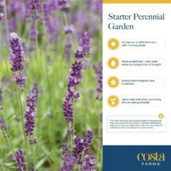 Starter Drought Tolerant Perennial Garden Plants In Mesh Plugs Avg. Shipping Height 4 In. Tall (15-Pack) 17 Starter Drought Tolerant Perennial Garden Plants In Mesh Plugs Avg. Shipping Height 4 In. Tall (15-Pack) -ECO PLANTS SHOP costa farms perennials s sdt g pot 15 31 1000