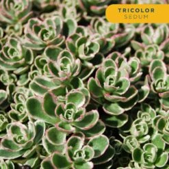 Starter Drought Tolerant Perennial Garden Plants In Mesh Plugs Avg. Shipping Height 4 In. Tall (15-Pack) 15 Starter Drought Tolerant Perennial Garden Plants In Mesh Plugs Avg. Shipping Height 4 In. Tall (15-Pack) -ECO PLANTS SHOP costa farms perennials s sdt g pot 15 44 1000