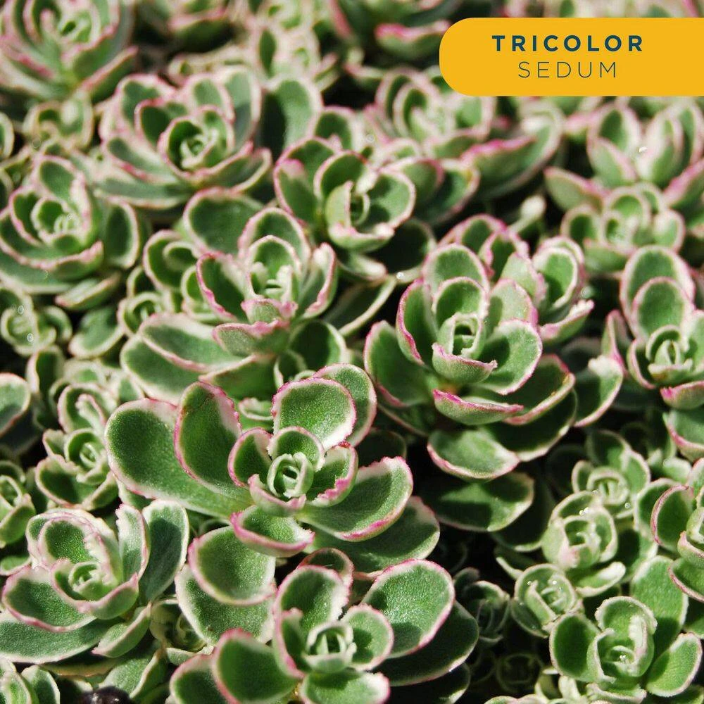 Starter Drought Tolerant Perennial Garden Plants In Mesh Plugs Avg. Shipping Height 4 In. Tall (15-Pack) 8 Starter Drought Tolerant Perennial Garden Plants In Mesh Plugs Avg. Shipping Height 4 In. Tall (15-Pack) - Image 6