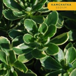 Starter Drought Tolerant Perennial Garden Plants In Mesh Plugs Avg. Shipping Height 4 In. Tall (15-Pack) 13 Starter Drought Tolerant Perennial Garden Plants In Mesh Plugs Avg. Shipping Height 4 In. Tall (15-Pack) -ECO PLANTS SHOP costa farms perennials s sdt g pot 15 4f 1000