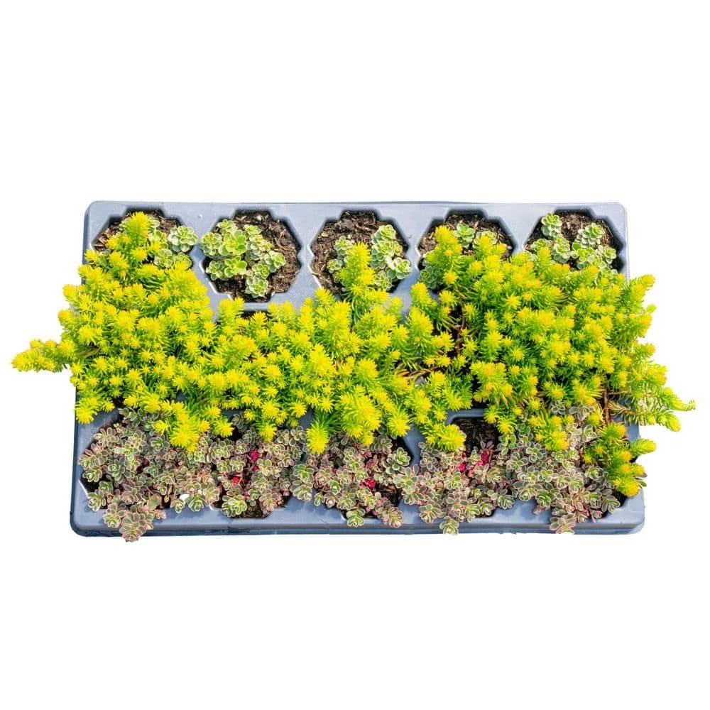 Starter Drought Tolerant Perennial Garden Plants In Mesh Plugs Avg. Shipping Height 4 In. Tall (15-Pack) 3 Starter Drought Tolerant Perennial Garden Plants In Mesh Plugs Avg. Shipping Height 4 In. Tall (15-Pack)