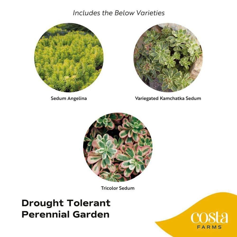 Starter Drought Tolerant Perennial Garden Plants In Mesh Plugs Avg. Shipping Height 4 In. Tall (15-Pack) 4 Starter Drought Tolerant Perennial Garden Plants In Mesh Plugs Avg. Shipping Height 4 In. Tall (15-Pack) - Image 2