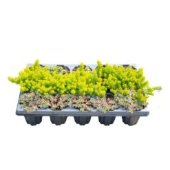 Starter Drought Tolerant Perennial Garden Plants In Mesh Plugs Avg. Shipping Height 4 In. Tall (15-Pack) 12 Starter Drought Tolerant Perennial Garden Plants In Mesh Plugs Avg. Shipping Height 4 In. Tall (15-Pack) -ECO PLANTS SHOP costa farms perennials s sdt g pot 15 c3 1000