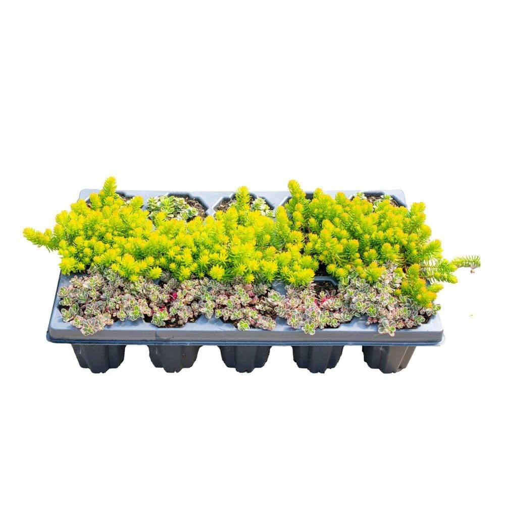 Starter Drought Tolerant Perennial Garden Plants In Mesh Plugs Avg. Shipping Height 4 In. Tall (15-Pack) 5 Starter Drought Tolerant Perennial Garden Plants In Mesh Plugs Avg. Shipping Height 4 In. Tall (15-Pack) - Image 3