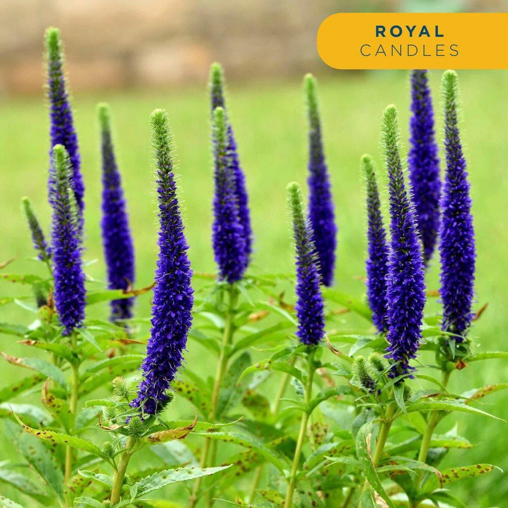 Starter Spring Perennial Garden For Sun Plants In Mesh Plugs Avg. Shipping Height 4 In. Tall (15-Pack) 7 Starter Spring Perennial Garden For Sun Plants In Mesh Plugs Avg. Shipping Height 4 In. Tall (15-Pack) - Image 5