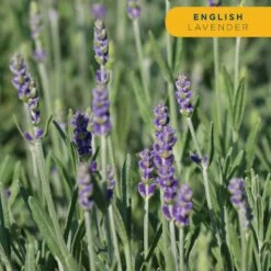 Starter Spring Perennial Garden For Sun Plants In Mesh Plugs Avg. Shipping Height 4 In. Tall (15-Pack) 15 Starter Spring Perennial Garden For Sun Plants In Mesh Plugs Avg. Shipping Height 4 In. Tall (15-Pack) -ECO PLANTS SHOP costa farms perennials s sps g pot 15 44 1000