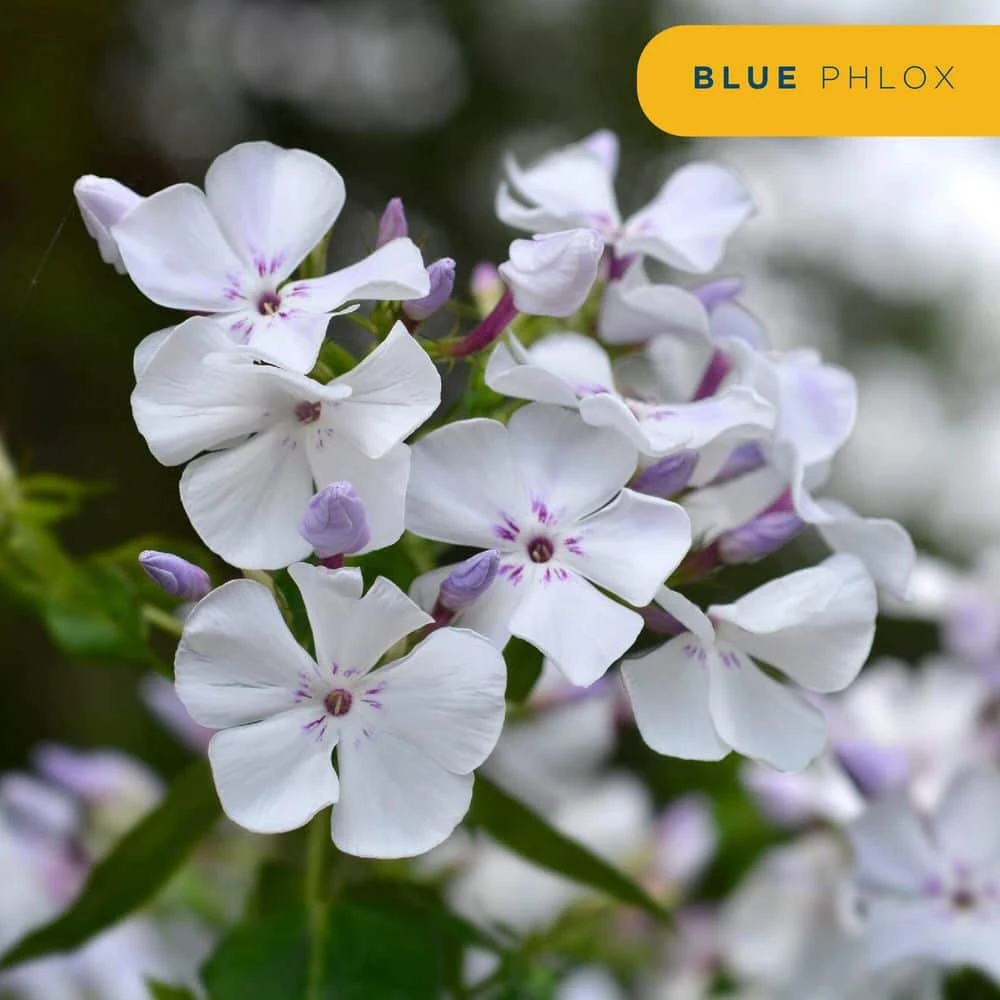 Starter Spring Perennial Garden For Sun Plants In Mesh Plugs Avg. Shipping Height 4 In. Tall (15-Pack) 6 Starter Spring Perennial Garden For Sun Plants In Mesh Plugs Avg. Shipping Height 4 In. Tall (15-Pack) - Image 4