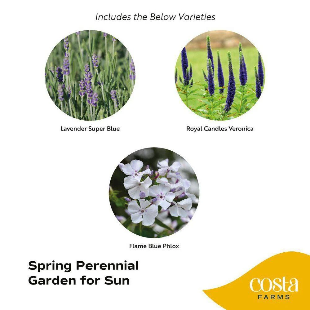 Starter Spring Perennial Garden For Sun Plants In Mesh Plugs Avg. Shipping Height 4 In. Tall (15-Pack) 4 Starter Spring Perennial Garden For Sun Plants In Mesh Plugs Avg. Shipping Height 4 In. Tall (15-Pack) - Image 2