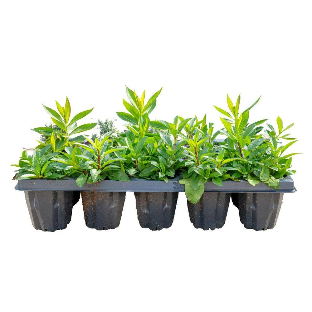 Starter Spring Perennial Garden For Sun Plants In Mesh Plugs Avg. Shipping Height 4 In. Tall (15-Pack) 5 Starter Spring Perennial Garden For Sun Plants In Mesh Plugs Avg. Shipping Height 4 In. Tall (15-Pack) - Image 3