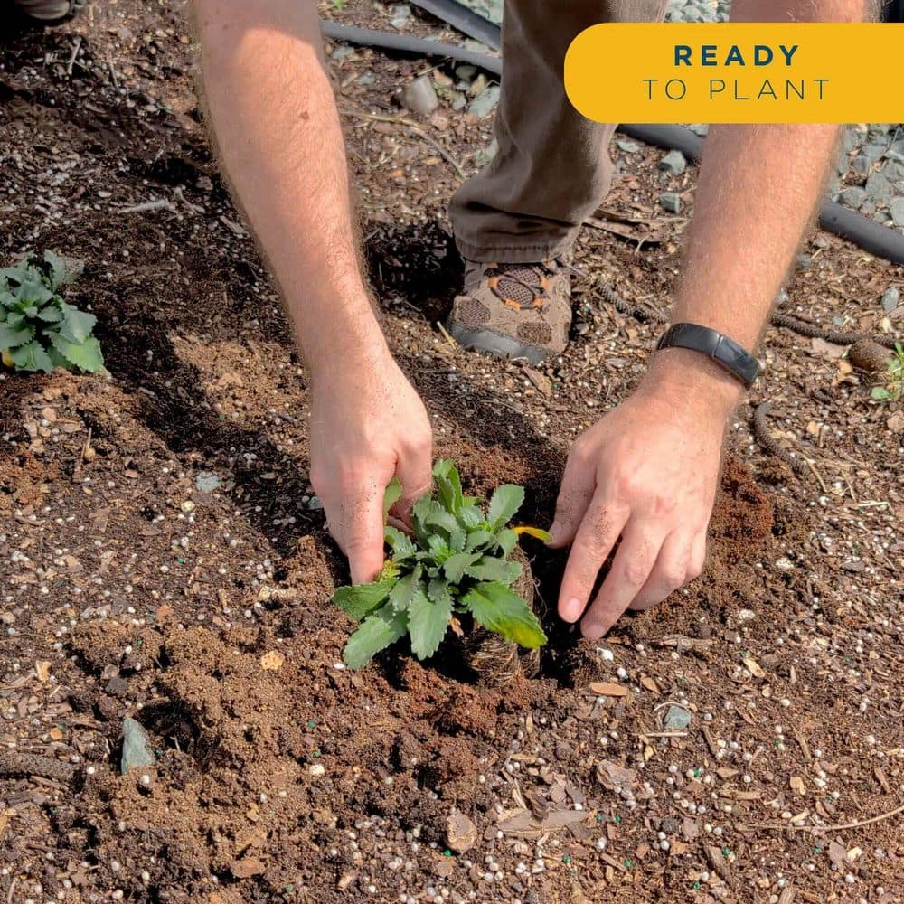 Starter Spring Perennial Garden For Sun Plants In Mesh Plugs Avg. Shipping Height 4 In. Tall (15-Pack) 9 Starter Spring Perennial Garden For Sun Plants In Mesh Plugs Avg. Shipping Height 4 In. Tall (15-Pack) - Image 7