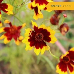 Starter Spring Perennial Garden Plants In Mesh Plugs Avg. Shipping Height 4 In. Tall (15-Pack) -ECO PLANTS SHOP costa farms perennials s ssp g pot 15 1f 1000