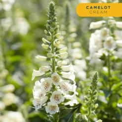 Starter Spring Perennial Garden Plants In Mesh Plugs Avg. Shipping Height 4 In. Tall (15-Pack) -ECO PLANTS SHOP costa farms perennials s ssp g pot 15 44 1000