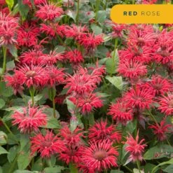 Starter Spring Perennial Garden Plants In Mesh Plugs Avg. Shipping Height 4 In. Tall (15-Pack) -ECO PLANTS SHOP costa farms perennials s ssp g pot 15 4f 1000