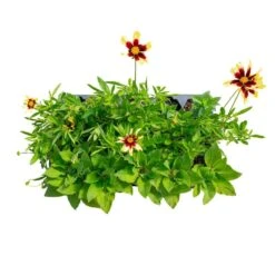 Starter Spring Perennial Garden Plants In Mesh Plugs Avg. Shipping Height 4 In. Tall (15-Pack)