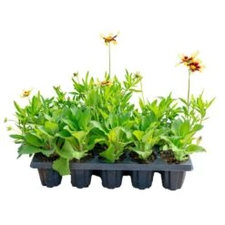 Starter Spring Perennial Garden Plants In Mesh Plugs Avg. Shipping Height 4 In. Tall (15-Pack) -ECO PLANTS SHOP costa farms perennials s ssp g pot 15 c3 1000