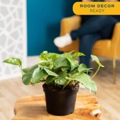 Golden Pothos Indoor Plant In 6 In. Grower Pot, Avg. Shipping Height 1-2 Ft. Tall -ECO PLANTS SHOP costa farms pothos plants 6goldpothos 1f 1000