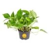 Golden Pothos Indoor Plant In 6 In. Grower Pot, Avg. Shipping Height 1-2 Ft. Tall -ECO PLANTS SHOP costa farms pothos plants 6goldpothos 64 1000