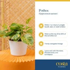 Golden Pothos Indoor Plant In 6 In. Grower Pot, Avg. Shipping Height 1-2 Ft. Tall -ECO PLANTS SHOP costa farms pothos plants 6goldpothos fa 1000