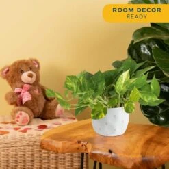 Pothos Indoor Plant In 6 In. Premium Ceramic Pot, Avg. Shipping Height 1-2 Ft. Tall -ECO PLANTS SHOP costa farms pothos plants 6pothschang 1f 1000