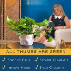 Pothos Indoor Plant In 6 In. Premium Ceramic Pot, Avg. Shipping Height 1-2 Ft. Tall -ECO PLANTS SHOP costa farms pothos plants 6pothschang 4f 1000