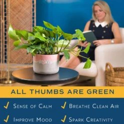 Pothos Indoor Plant In 6 In. Two Tone Ceramic Pot, Avg. Shipping Height 1-2 Ft. Tall -ECO PLANTS SHOP costa farms pothos plants co po60 3 2to 1f 1000