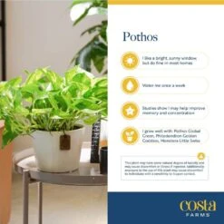 Pothos Indoor Plant In 6 In. Two Tone Ceramic Pot, Avg. Shipping Height 1-2 Ft. Tall -ECO PLANTS SHOP costa farms pothos plants co po60 3 2to 44 1000