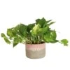 Pothos Indoor Plant In 6 In. Two Tone Ceramic Pot, Avg. Shipping Height 1-2 Ft. Tall -ECO PLANTS SHOP costa farms pothos plants co po60 3 2to 64 1000