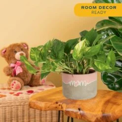 Pothos Indoor Plant In 6 In. Two Tone Ceramic Pot, Avg. Shipping Height 1-2 Ft. Tall -ECO PLANTS SHOP costa farms pothos plants co po60 3 2to fa 1000
