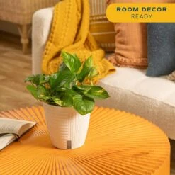 Pothos Indoor Plant In 6 In. Self-Watering Decor Pot, Average Shipping Height 1-2 Ft. Tall 15 Pothos Indoor Plant In 6 In. Self-Watering Decor Pot, Average Shipping Height 1-2 Ft. Tall -ECO PLANTS SHOP costa farms pothos plants co po60 3 cyl 1f 1000