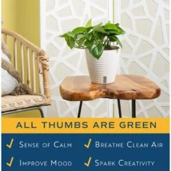 Pothos Indoor Plant In 6 In. Self-Watering Decor Pot, Average Shipping Height 1-2 Ft. Tall 16 Pothos Indoor Plant In 6 In. Self-Watering Decor Pot, Average Shipping Height 1-2 Ft. Tall -ECO PLANTS SHOP costa farms pothos plants co po60 3 cyl 44 1000