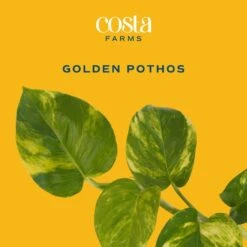 Pothos Indoor Plant In 6 In. Self-Watering Decor Pot, Average Shipping Height 1-2 Ft. Tall 14 Pothos Indoor Plant In 6 In. Self-Watering Decor Pot, Average Shipping Height 1-2 Ft. Tall -ECO PLANTS SHOP costa farms pothos plants co po60 3 cyl 4f 1000