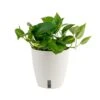 Pothos Indoor Plant In 6 In. Self-Watering Decor Pot, Average Shipping Height 1-2 Ft. Tall 1 Pothos Indoor Plant In 6 In. Self-Watering Decor Pot, Average Shipping Height 1-2 Ft. Tall -ECO PLANTS SHOP costa farms pothos plants co po60 3 cyl 64 1000