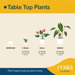 Pothos Indoor Plant In 6 In. Self-Watering Decor Pot, Average Shipping Height 1-2 Ft. Tall 18 Pothos Indoor Plant In 6 In. Self-Watering Decor Pot, Average Shipping Height 1-2 Ft. Tall -ECO PLANTS SHOP costa farms pothos plants co po60 3 cyl 76 1000