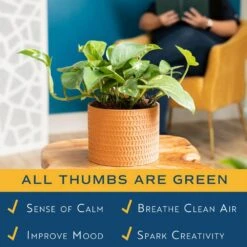 Pothos Indoor Plant In 6 In. Premium Decor Planter, Avg. Shipping Height 1-2 Ft. Tall -ECO PLANTS SHOP costa farms pothos plants co po60 3 sch 31 1000